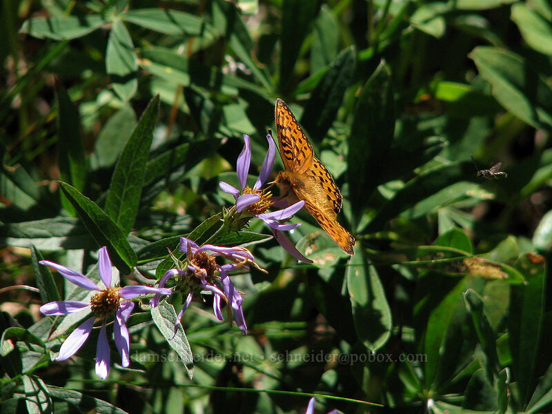fritillary butterfly (Speyeria sp.) [Killen Creek Trail, Mt. Adams Wilderness, Skamania County, Washington]