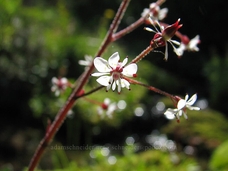 brook saxifrage (Micranthes odontoloma (Saxifraga odontoloma)) [Killen Creek Trail, Mt. Adams Wilderness, Skamania County, Washington]