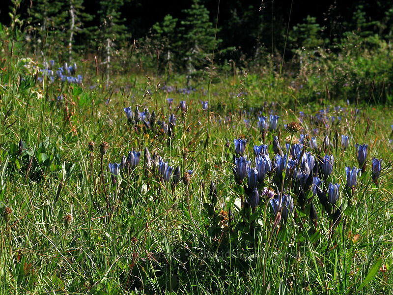explorer's gentian (Gentiana calycosa) [Killen Creek Trail, Mt. Adams Wilderness, Skamania County, Washington]