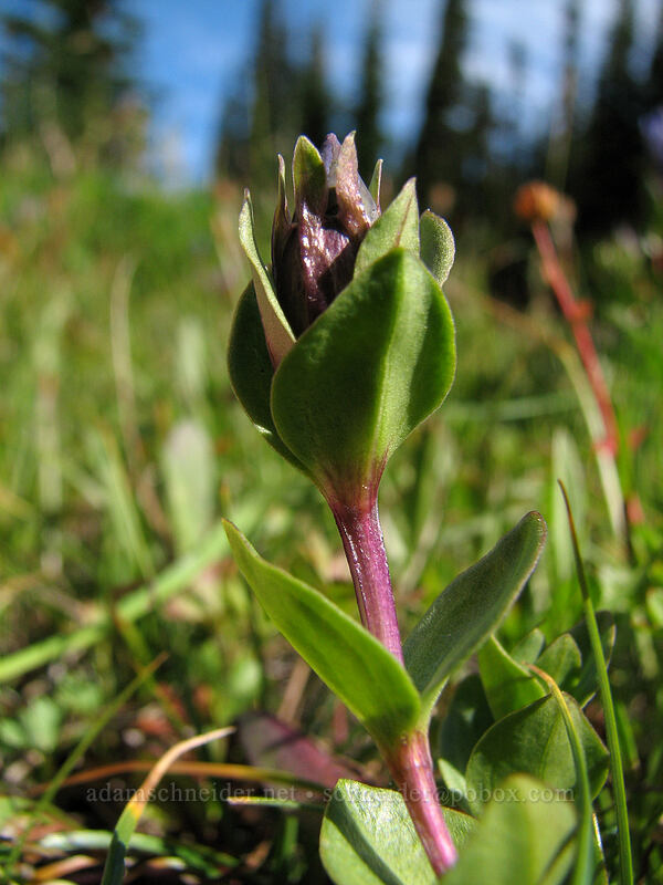 explorer's gentian, budding (Gentiana calycosa) [Killen Creek Trail, Mt. Adams Wilderness, Skamania County, Washington]
