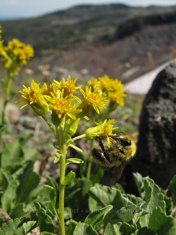bumblebee on alpine goldenrod (Solidago simplex var. nana) [High Camp Trail, Mt. Adams Wilderness, Skamania County, Washington]