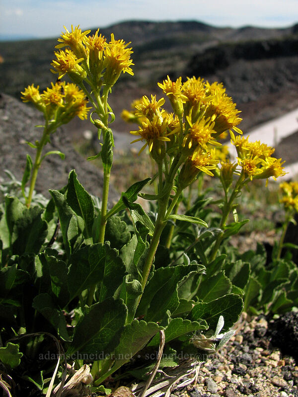 alpine goldenrod (Solidago simplex var. nana) [High Camp Trail, Mt. Adams Wilderness, Skamania County, Washington]