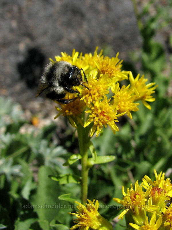 bumblebee on goldenrod (Solidago sp., Arnica sp.) [High Camp Trail, Mt. Adams Wilderness, Skamania County, Washington]