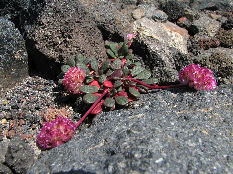pussypaws (Calyptridium umbellatum (Cistanthe umbellata)) [Adams Glacier Meadows, Mt. Adams Wilderness, Yakima County, Washington]