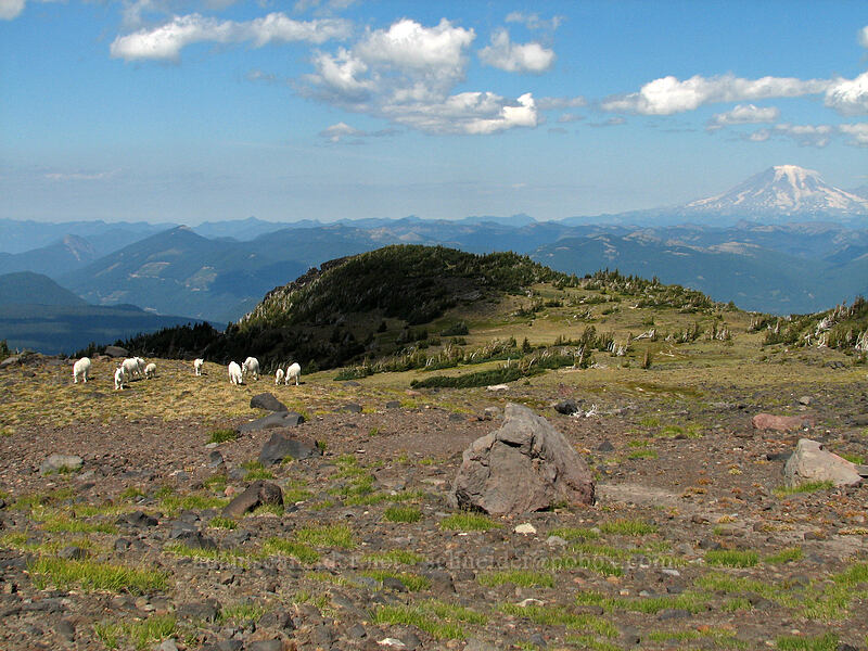 mountain goats (Oreamnos americanus) [Adams Glacier Meadows, Mt. Adams Wilderness, Yakima County, Washington]
