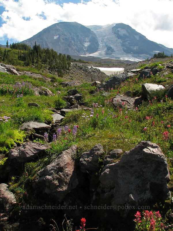 wildflowers & Mount Adams [west of High Camp, Mt. Adams Wilderness, Skamania County, Washington]