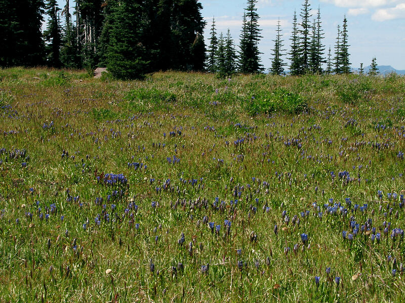 meadow full of gentian (Gentiana calycosa) [Pacific Crest Trail, Mt. Adams Wilderness, Skamania County, Washington]