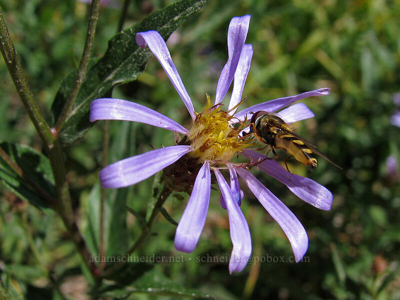 flower fly on an aster (Eucephalus ledophyllus (Aster ledophyllus)) [Killen Creek Trail, Mt. Adams Wilderness, Skamania County, Washington]