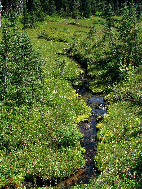 stream through a meadow [Killen Creek Trail, Mt. Adams Wilderness, Skamania County, Washington]