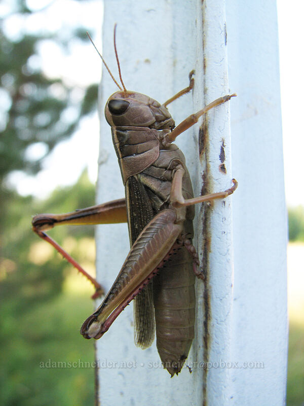two-striped grasshopper (Melanoplus bivittatus) [Mt. Adams Lodge, Glenwood, Klickitat County, Washington]