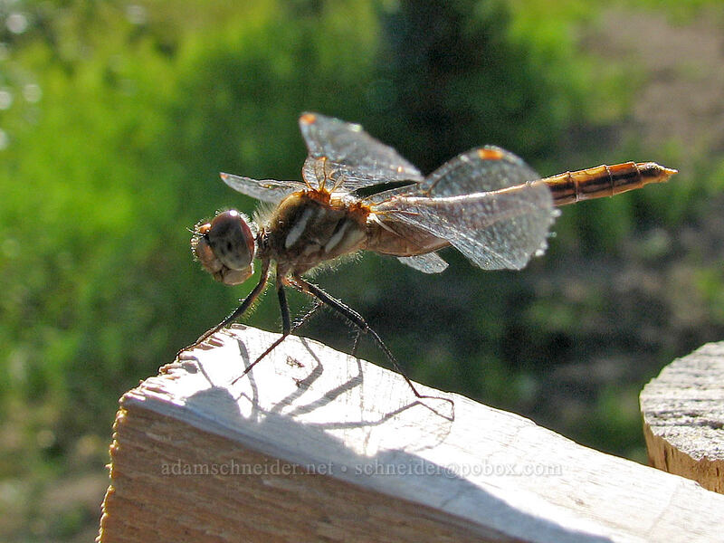 striped meadowhawk dragonfly (Sympetrum pallipes) [Mt. Adams Lodge, Glenwood, Klickitat County, Washington]