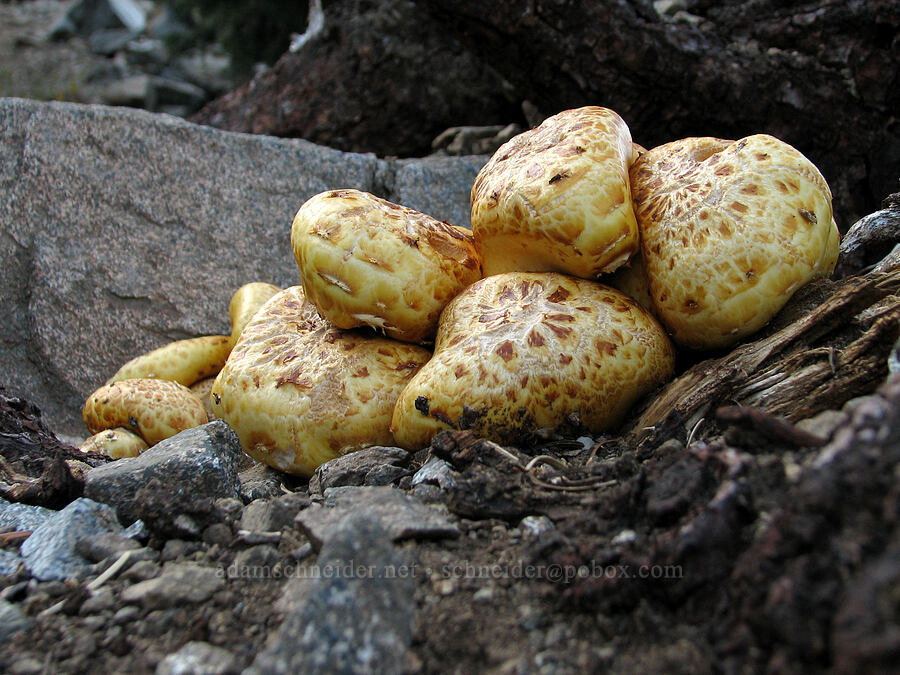 fungus [Pacific Crest Trail, Shasta-Trinity National Forest, Trinity County, California]