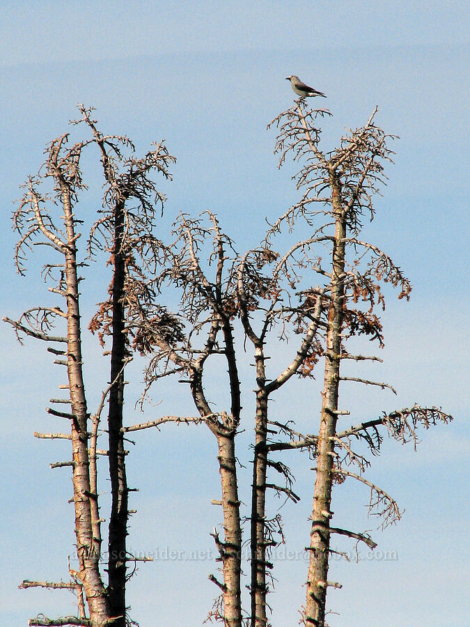 Clark's nutcracker atop dead trees (Nucifraga columbiana) [Pacific Crest Trail, Shasta-Trinity National Forest, Trinity County, California]