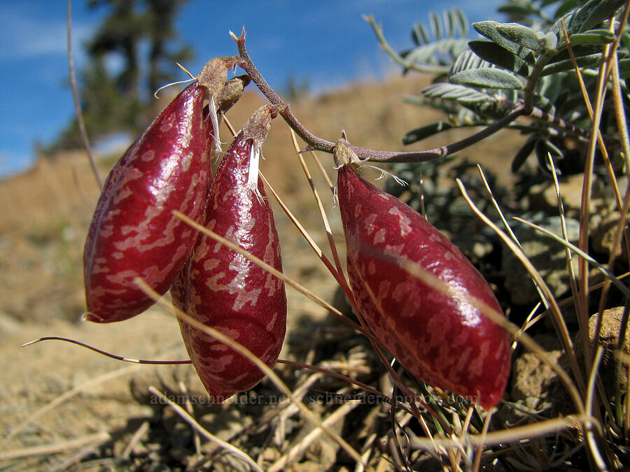 Siskiyou milk-vetch pods (Astragalus whitneyi var. siskiyouensis) [Mt. Eddy Trail, Shasta-Trinity National Forest, Siskiyou County, California]