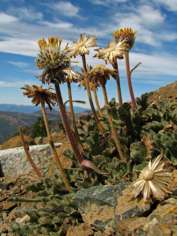 dwarf hulsea, gone to seed (Hulsea nana) [Mt. Eddy Trail, Shasta-Trinity National Forest, Siskiyou County, California]