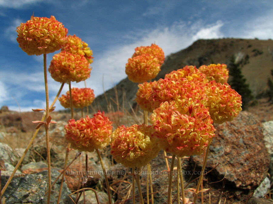 Siskiyou buckwheat (Eriogonum siskiyouense) [Mt. Eddy Trail, Shasta-Trinity National Forest, Trinity County, California]