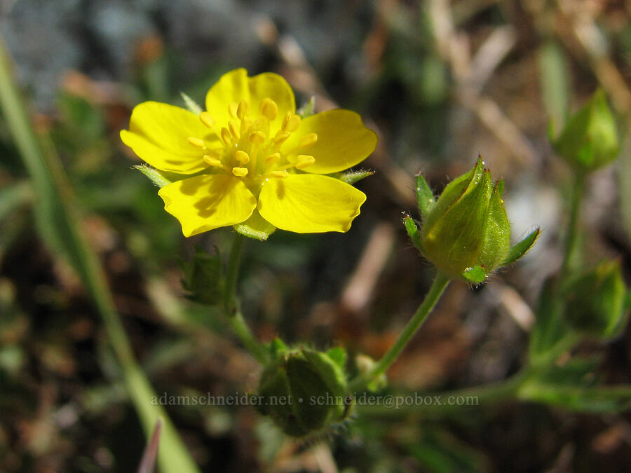 cinquefoil (Potentilla sp.) [Deadfall Meadows, Shasta-Trinity National Forest, Trinity County, California]