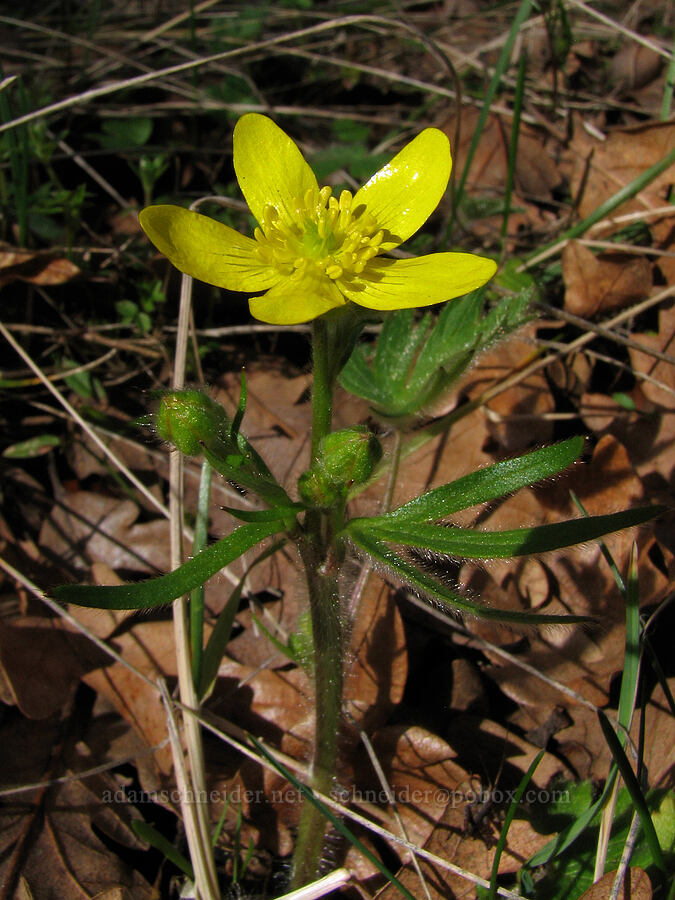 western buttercup (Ranunculus occidentalis) [The Labyrinth, Gifford Pinchot National Forest, Klickitat County, Washington]