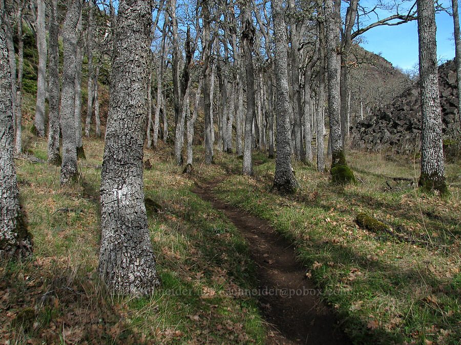 trail through oak trees [The Labyrinth, Gifford Pinchot National Forest, Klickitat County, Washington]