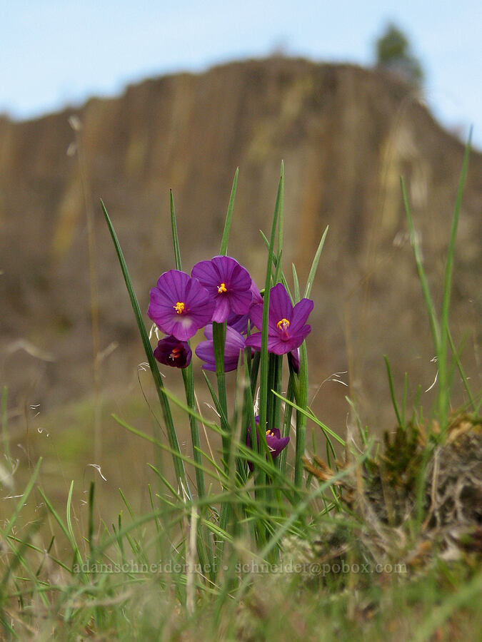 grass widows & basalt (Olsynium douglasii) [The Labyrinth, Gifford Pinchot National Forest, Klickitat County, Washington]
