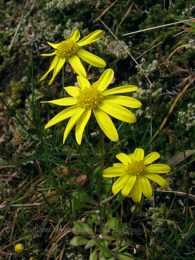 gold stars (Crocidium multicaule) [The Labyrinth, Gifford Pinchot National Forest, Klickitat County, Washington]