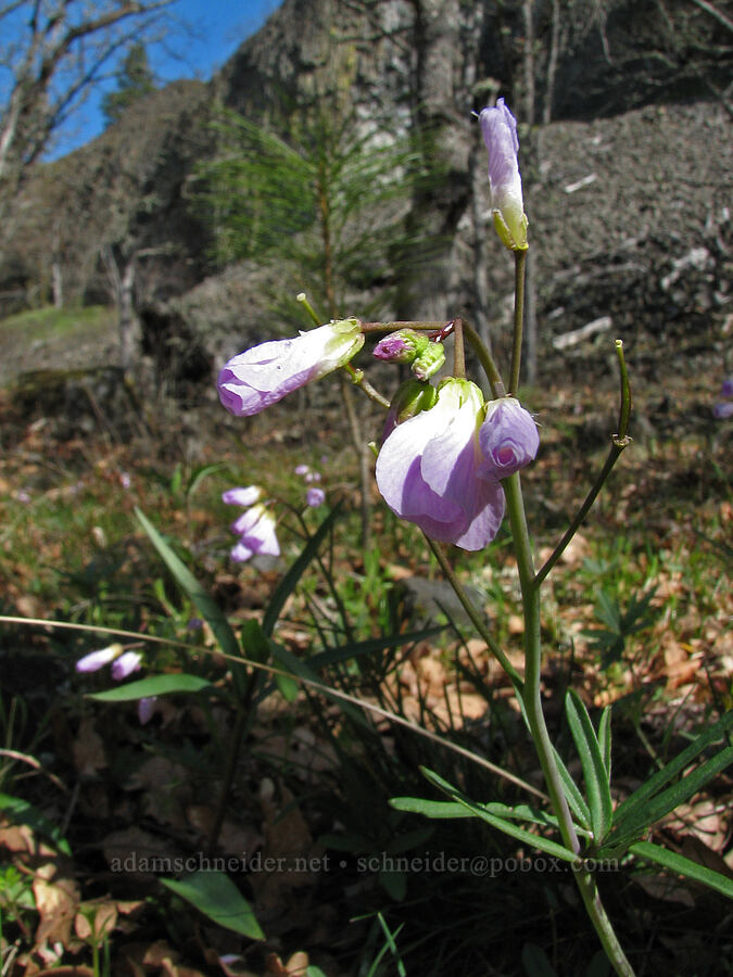 oaks toothwort (Cardamine nuttallii) [Catherine Creek, Gifford Pinchot National Forest, Klickitat County, Washington]