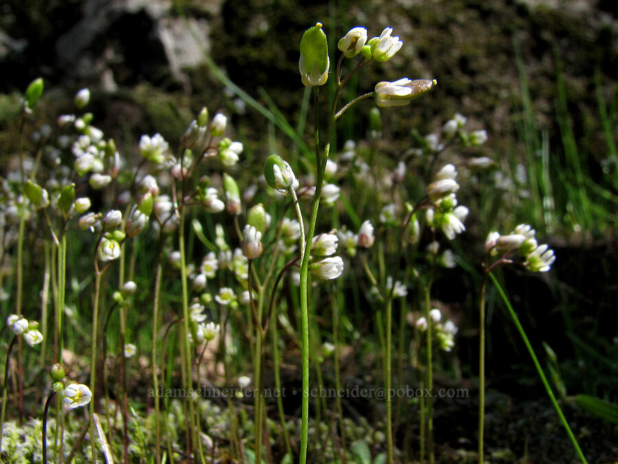 spring whitlow-grass (Draba verna) [Catherine Creek, Gifford Pinchot National Forest, Klickitat County, Washington]