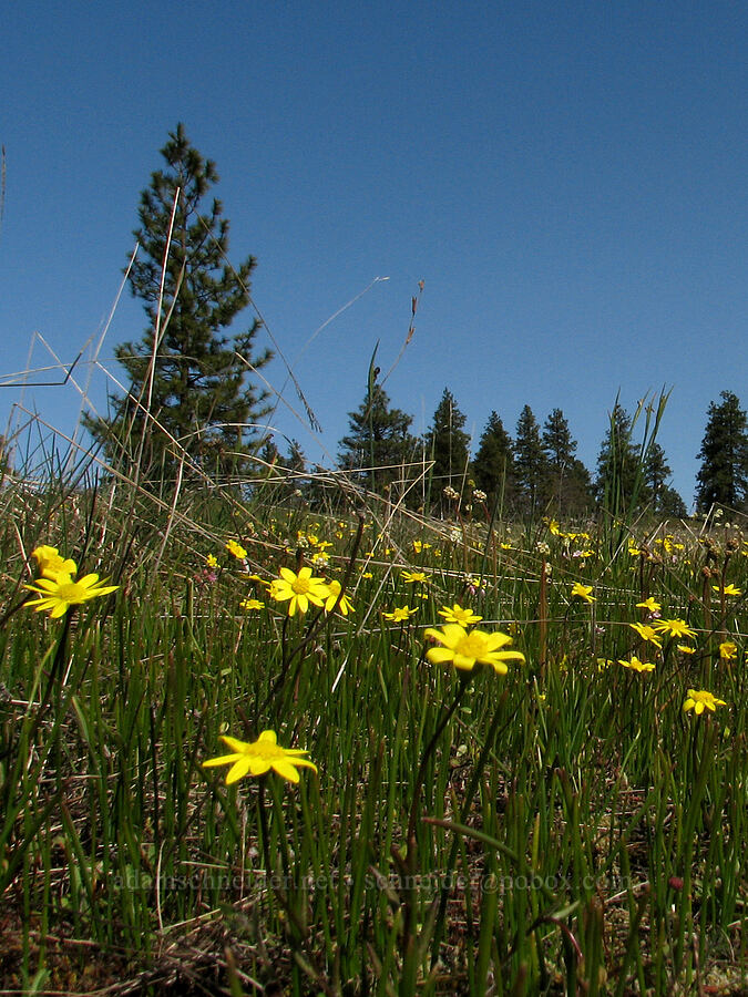 gold stars (Crocidium multicaule) [Tracy Hill, Gifford Pinchot National Forest, Klickitat County, Washington]