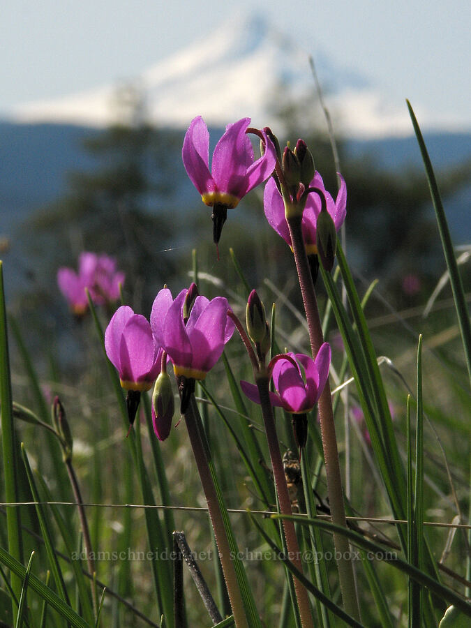 poet's shooting star (Dodecatheon poeticum (Primula poetica)) [Tracy Hill, Gifford Pinchot National Forest, Klickitat County, Washington]
