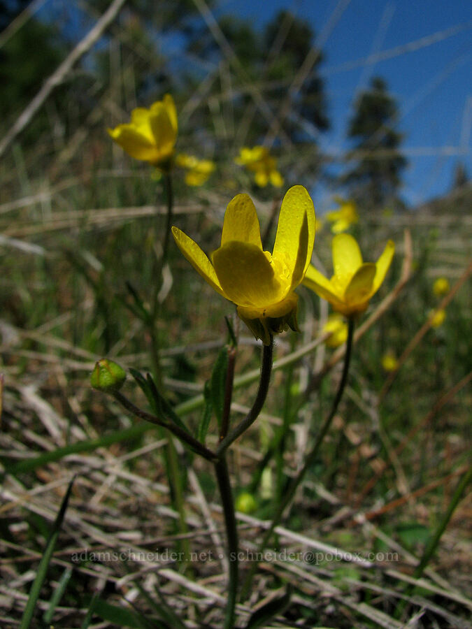 western buttercup (Ranunculus occidentalis) [Tracy Hill, Gifford Pinchot National Forest, Klickitat County, Washington]