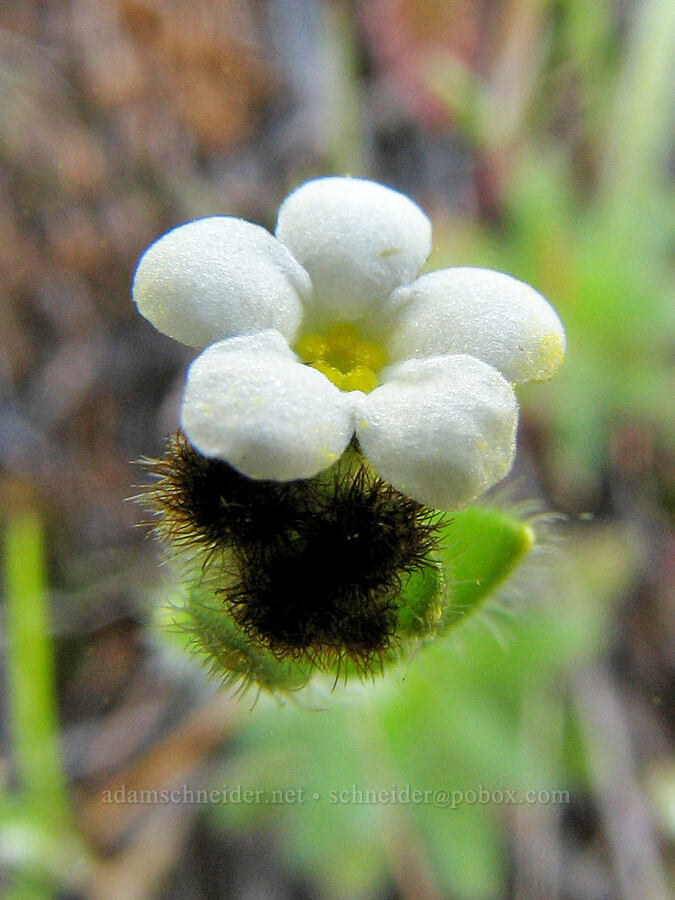 popcorn flower (Plagiobothrys sp.) [Tracy Hill, Gifford Pinchot National Forest, Klickitat County, Washington]