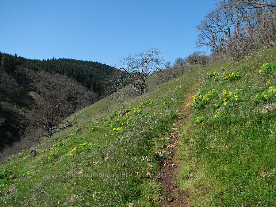 path through desert parsley (Lomatium sp.) [Tracy Hill, Gifford Pinchot National Forest, Klickitat County, Washington]