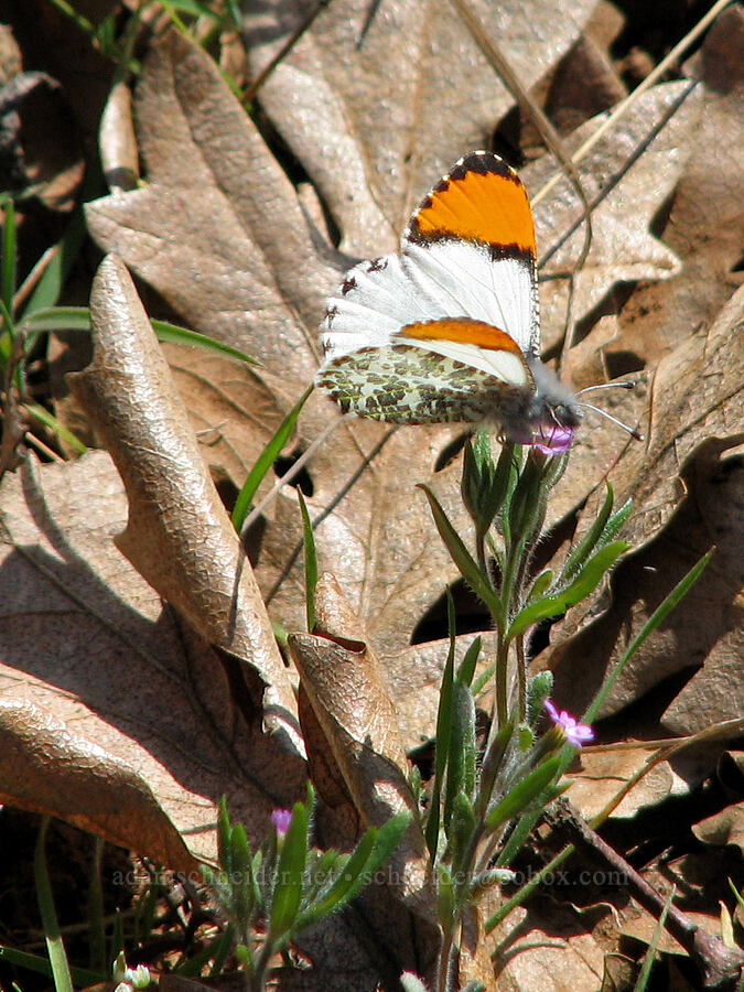 Pacific orange-tip butterfly on slender phlox (Anthocharis sara, Microsteris gracilis (Phlox gracilis)) [Tracy Hill, Gifford Pinchot National Forest, Klickitat County, Washington]