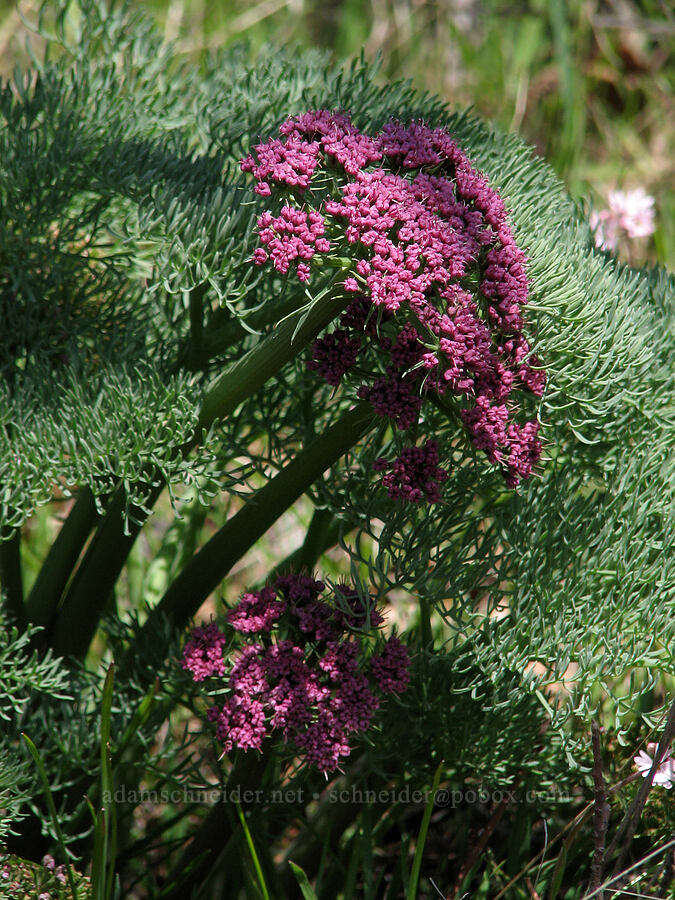 Columbia desert parsley (Lomatium columbianum) [Tracy Hill, Gifford Pinchot National Forest, Klickitat County, Washington]