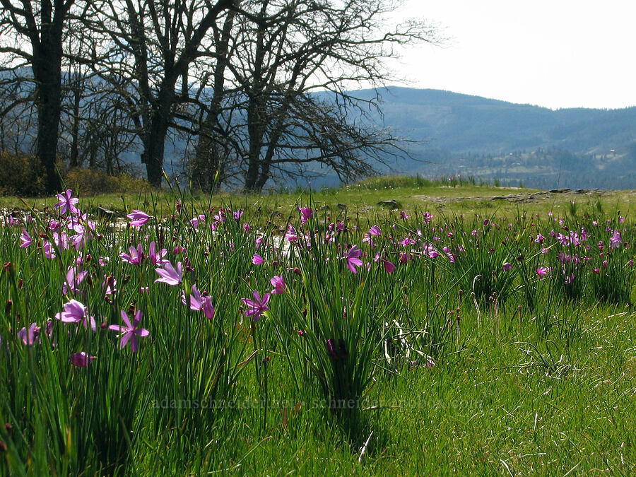 grass widows near a vernal pool (Olsynium douglasii) [west of Catherine Creek, Gifford Pinchot National Forest, Klickitat County, Washington]