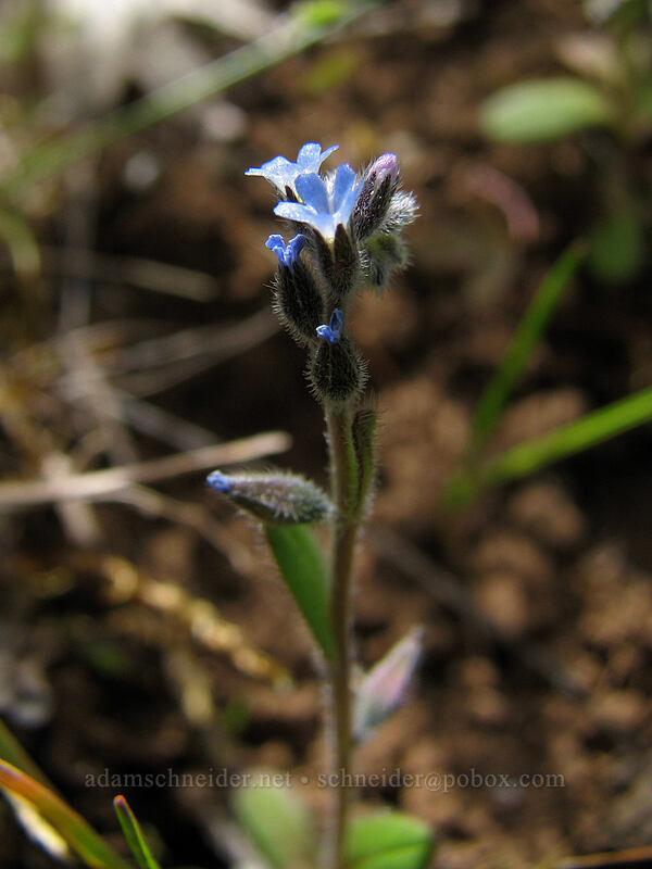 tiny forget-me-nots (Myosotis sp.) [Hood River Mountain, Hood River Valley, Hood River County, Oregon]