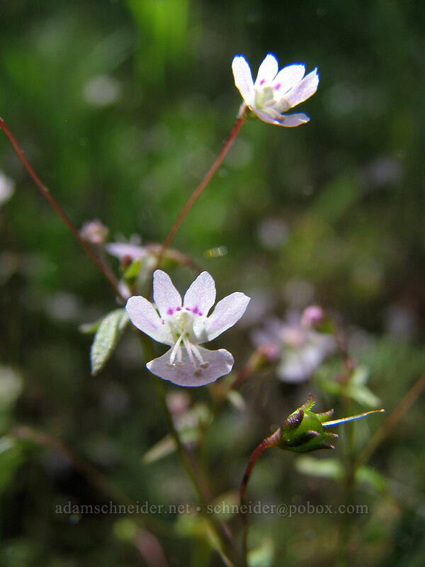 small-flowered tonella (Tonella tenella) [Hood River Mountain, Hood River Valley, Hood River County, Oregon]