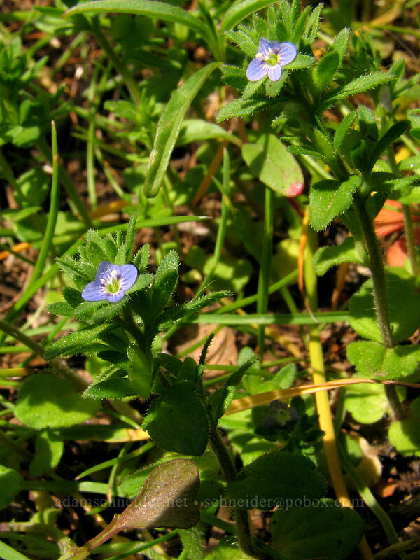 common speedwell (Veronica arvensis) [Hood River Mountain, Hood River Valley, Hood River County, Oregon]