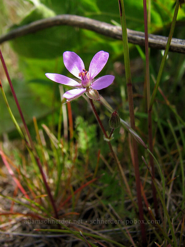filaree (Erodium cicutarium) [Hood River Mountain, Hood River Valley, Hood River County, Oregon]