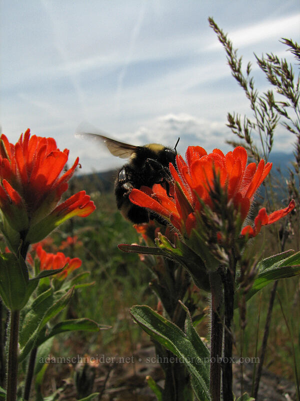 bumblebee on paintbrush (Bombus sp., Castilleja hispida) [Hood River Mountain, Hood River Valley, Hood River County, Oregon]