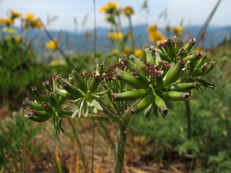 desert parsley fruit (Lomatium macrocarpum) [Hood River Mountain, Hood River Valley, Hood River County, Oregon]