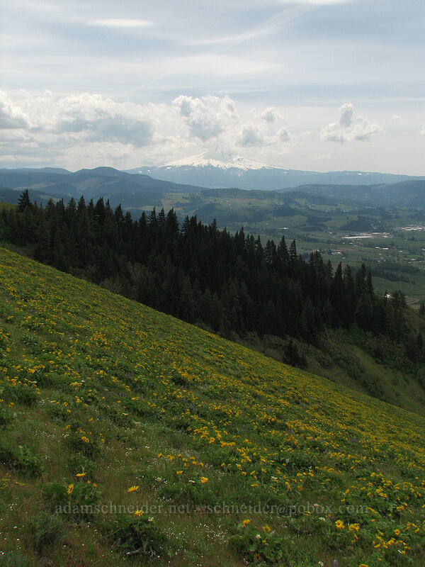 Mount Hood & balsamroot (Balsamorhiza sp.) [Hood River Mountain, Hood River Valley, Hood River County, Oregon]