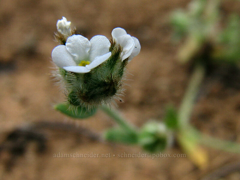 popcorn flower (Plagiobothrys sp.) [Hood River Mountain, Hood River Valley, Hood River County, Oregon]
