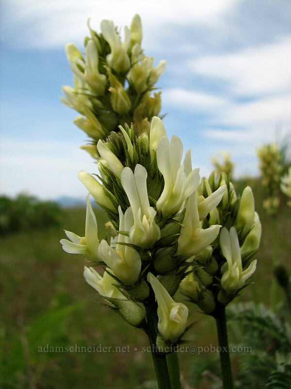 Hood River milk-vetch (Astragalus hoodianus) [Hood River Mountain, Hood River Valley, Hood River County, Oregon]
