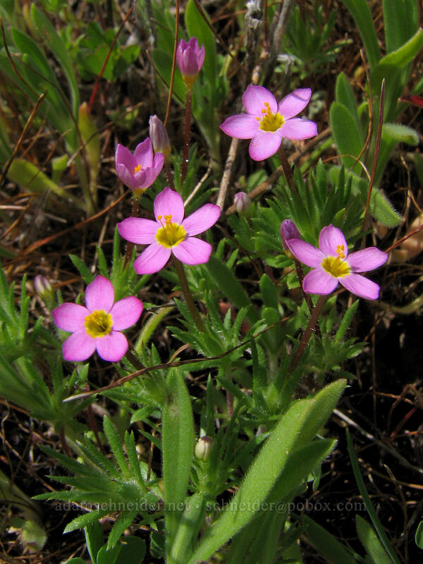 true baby stars (Leptosiphon bicolor (Linanthus bicolor)) [Hood River Mountain, Hood River Valley, Hood River County, Oregon]