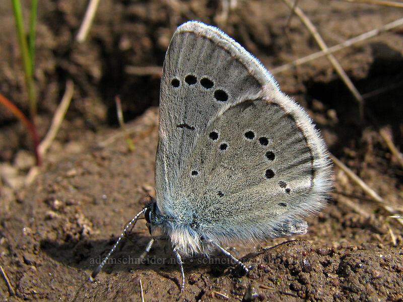 silvery blue butterfly (Glaucopsyche lygdamus) [Hood River Mountain, Hood River Valley, Hood River County, Oregon]