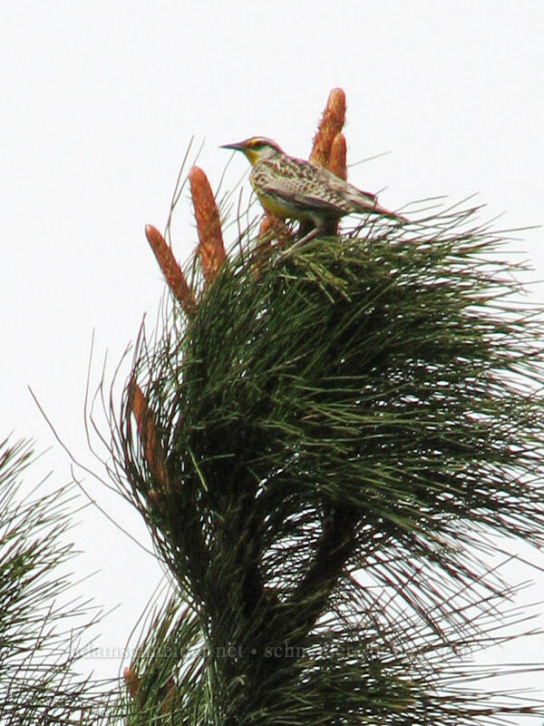 western meadowlark on a ponderosa pine (Sturnella neglecta, Pinus ponderosa) [Hood River Mountain, Hood River Valley, Hood River County, Oregon]