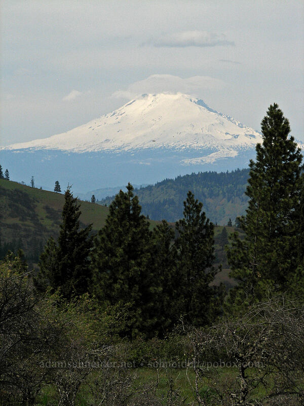 Mount Adams [Hood River Mountain, Hood River Valley, Hood River County, Oregon]