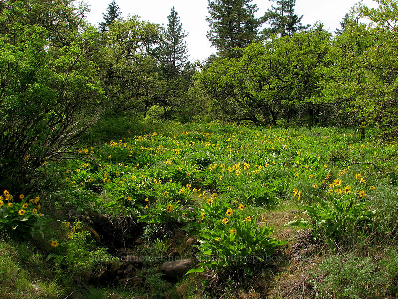 balsamroot (Balsamorhiza sp.) [Elder Road, Hood River Valley, Hood River County, Oregon]