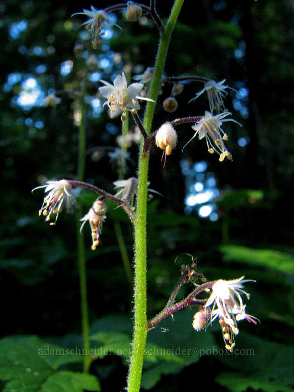 foamflower (Tiarella trifoliata) [Top Spur Trail, Mt. Hood National Forest, Clackamas County, Oregon]